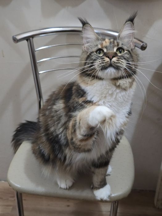 Девочка мейн-кун