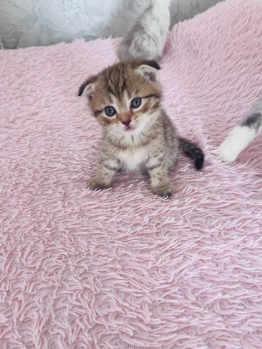 Продам шотландских котят