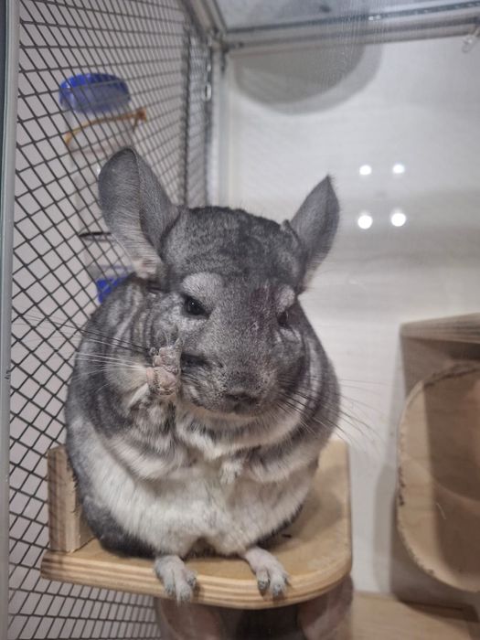 Продам шиншилл девочки