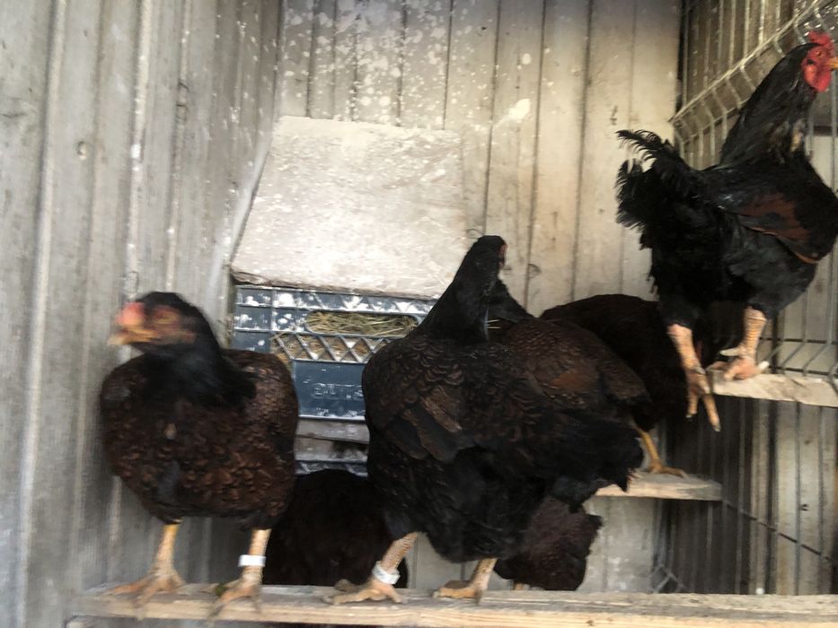 Oua pentru incubat rase deosebite