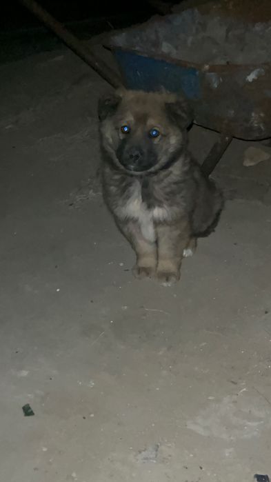 Күшік кішкентай жоғалды