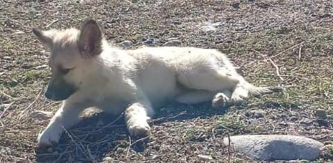 Отдам щенков в добрые руки