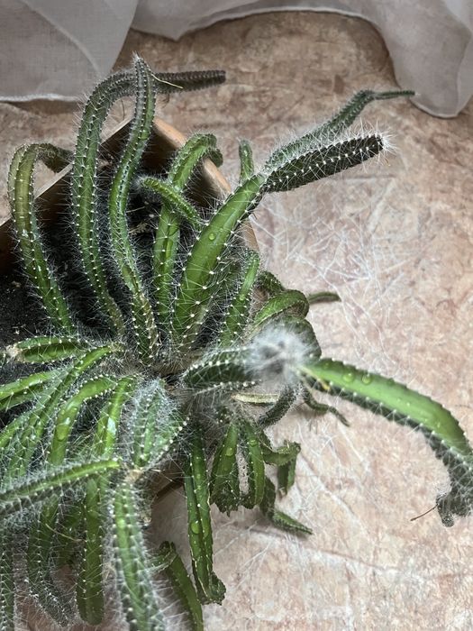 Кактус гилоцереус