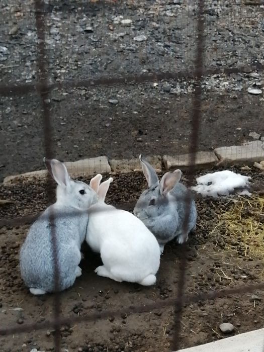 Продам! Кроликов