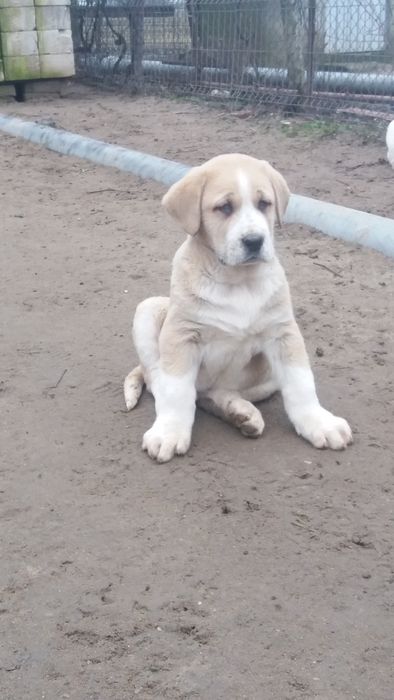 Catei ciobanesc de asia centrala!