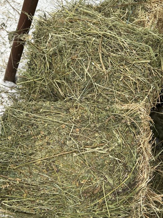 Baloti de vanzare lucerna