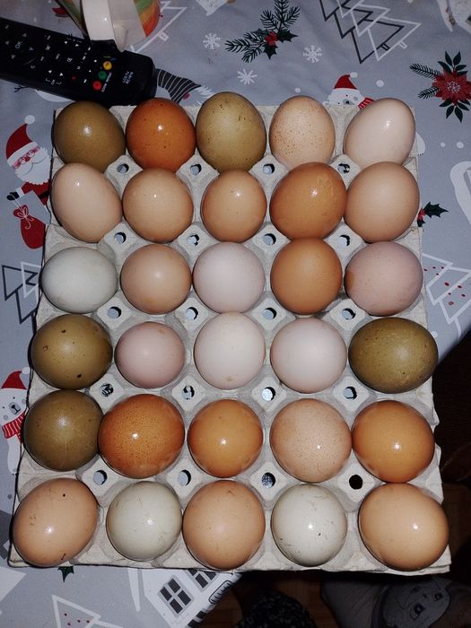 Oua pentru consum/incubat