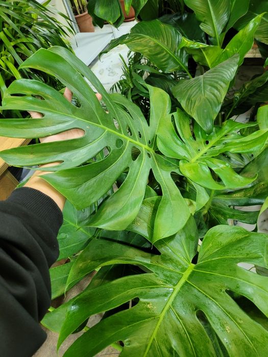 Монстера. Монстера обыкновенная