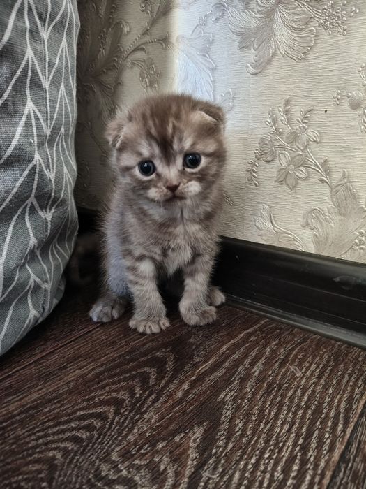 Продаются котята британцы