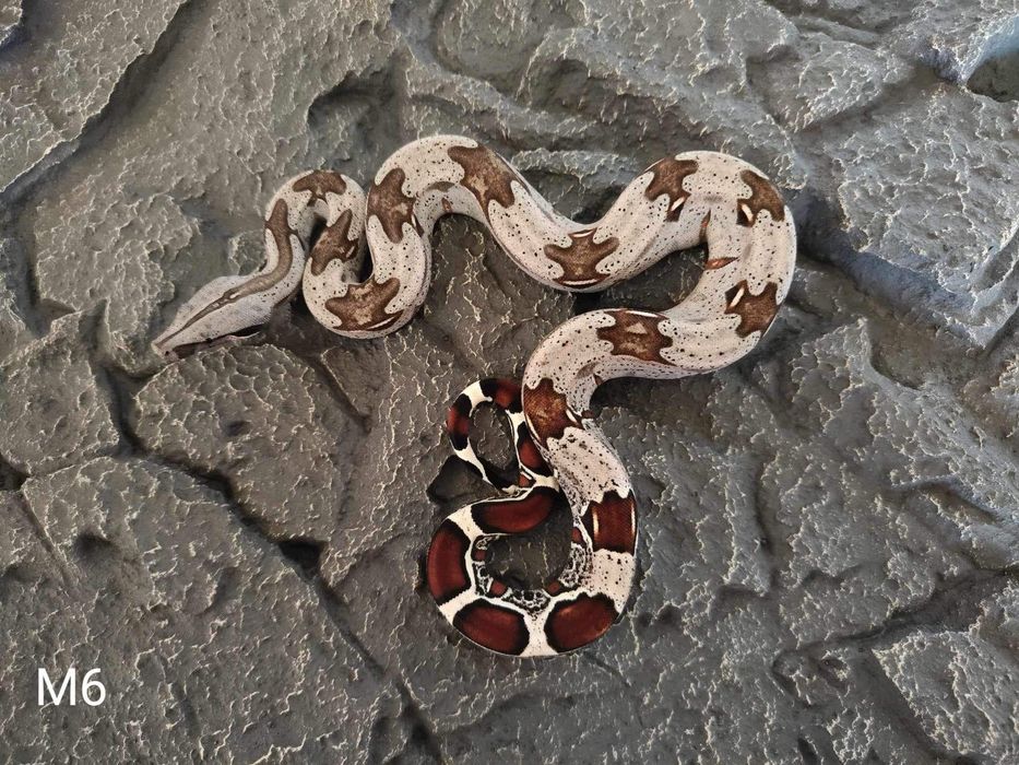 Boa Constrictor Constrictor( boa cu coada rosie adevarata ).