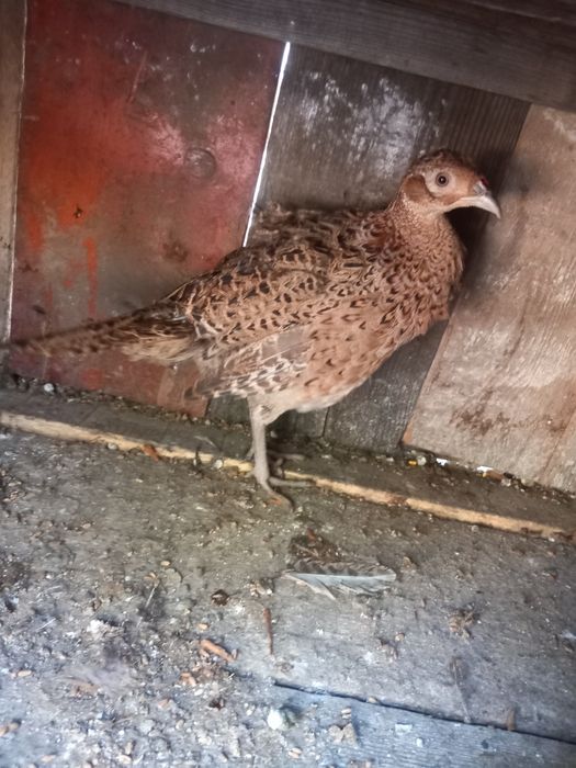 Fazan comun maturi.Reproducatori.oua fazan comun