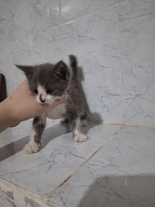 От дам бесплатно