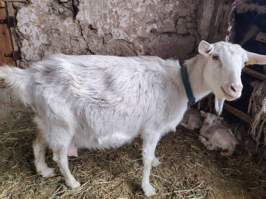 Коза с козлятами