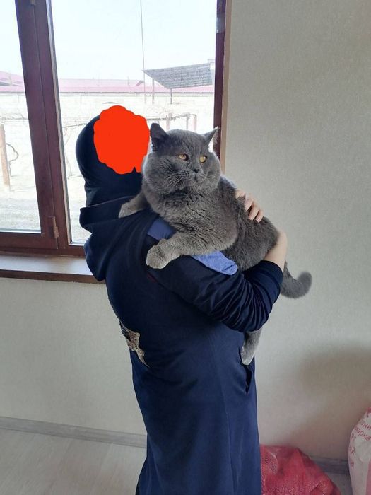 Продаются шотландские вислоухие котята
