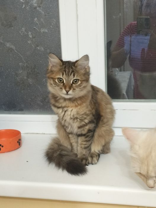 Отдам кошечку в добрые руки 5 мес