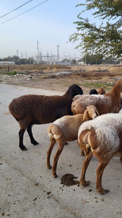 Продам Арашан маток