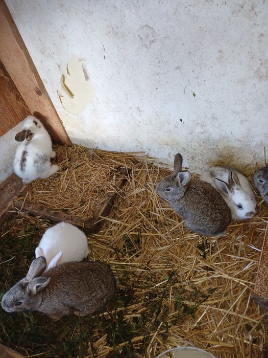 Vand iepuri de o luna