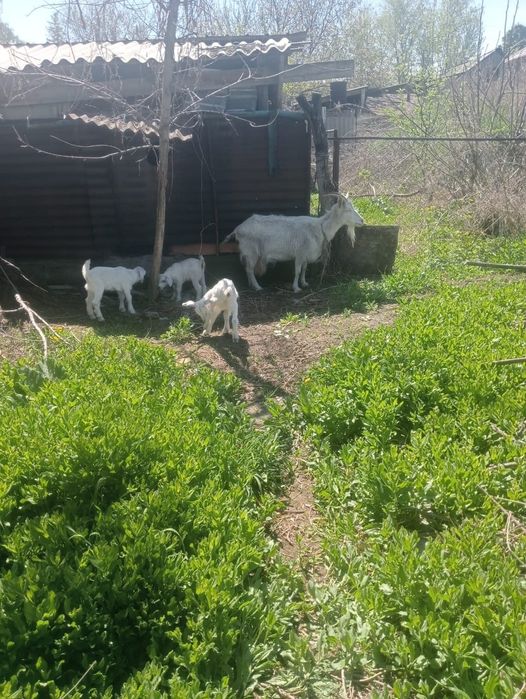 Продаётся овца с  козлятами