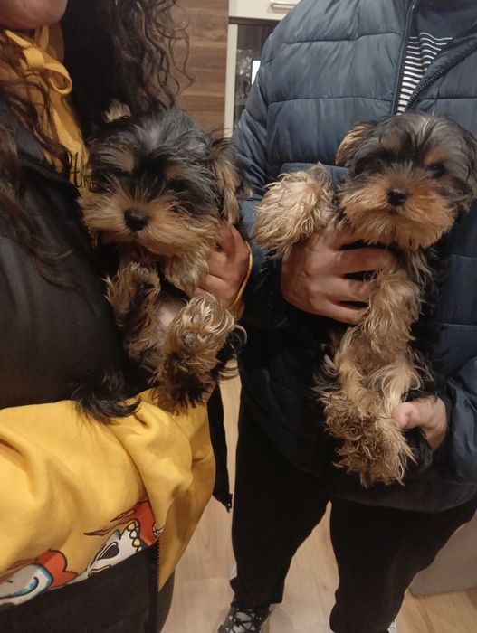 Мини Йорки Йоркширски териер