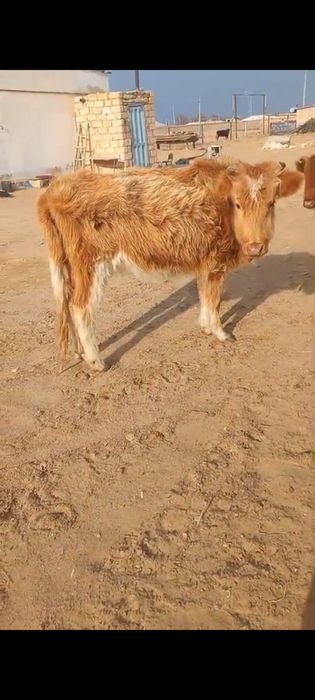 Буаз сыйырлар сатылады