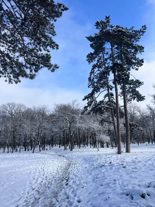 Vind 3parcele teren forestier Teslui olt lîngă Slatina aproape olt