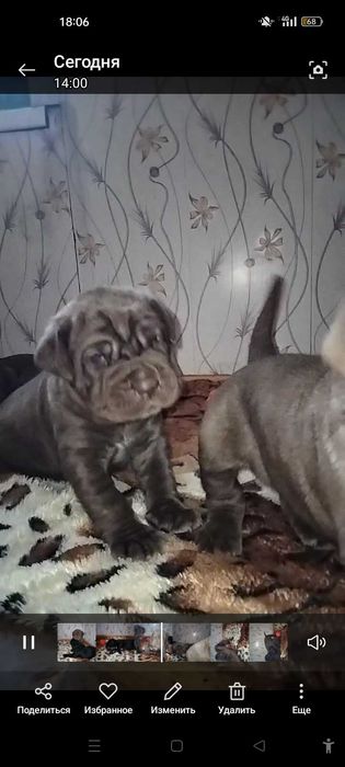 Вязка,щенки мастино