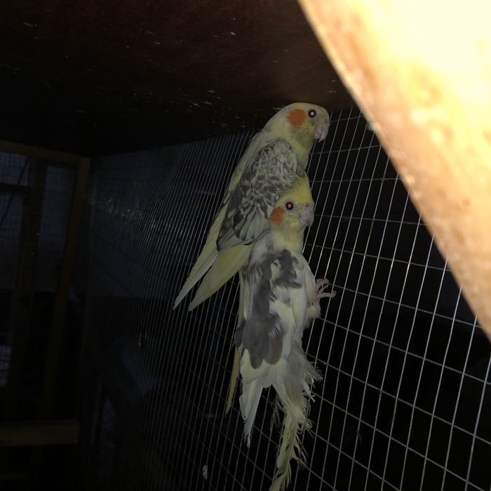 Карела сотилади ручное