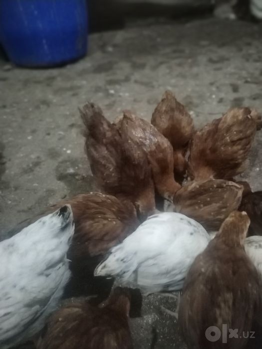 Доминат рет ва сусекс жужалар сотилади 50 кунлик