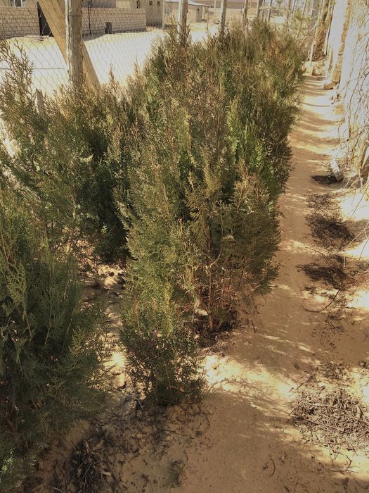 Хвойные растения и конский навоз