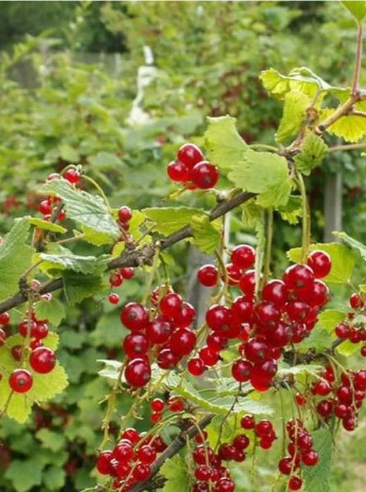 Продам дачу в саду "Клён"