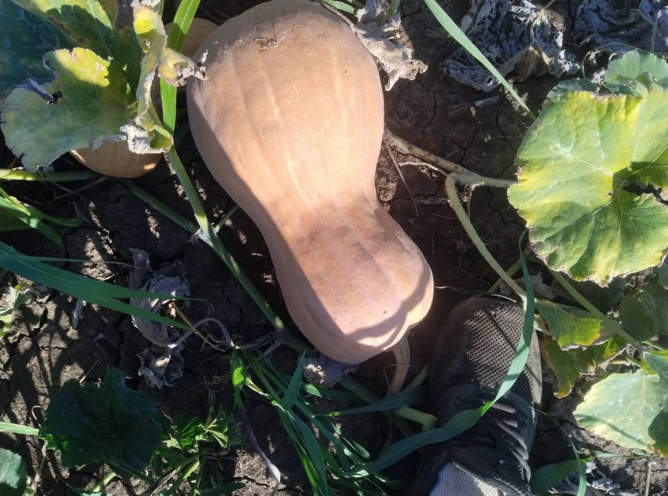 Продавам семена за посев отсладки български тикви кестени и сладки циг