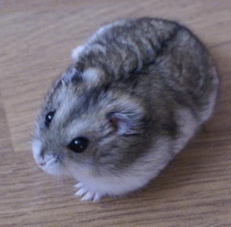 Хомяки-джунгарики даром