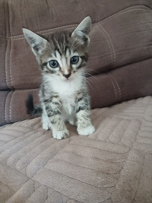 Отдадим котят в добрые руки