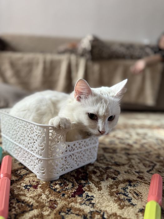 Отдам кошку в добрые руки