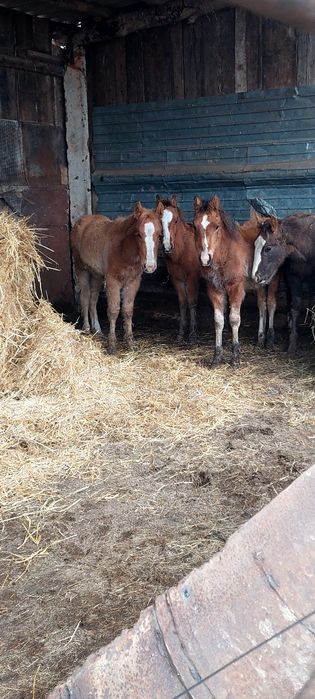 Продам жеребят полутяжи 240