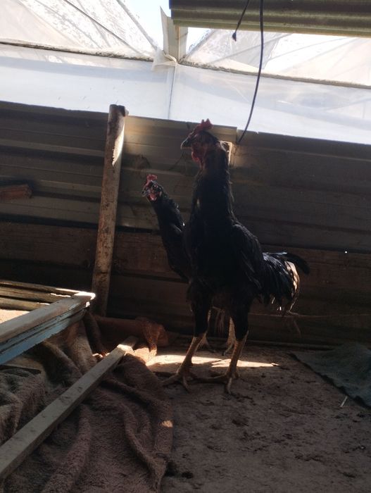 Shalpang parichka sotiladi