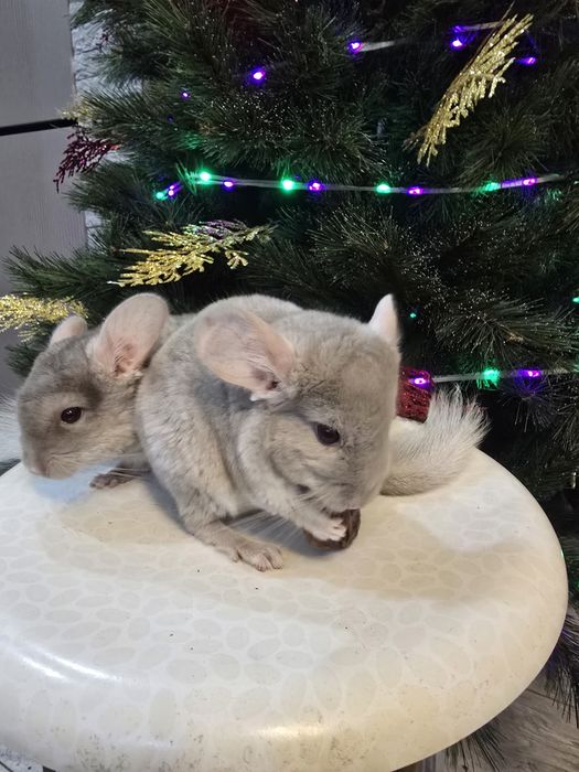 Продам шиншилл мальчиков.