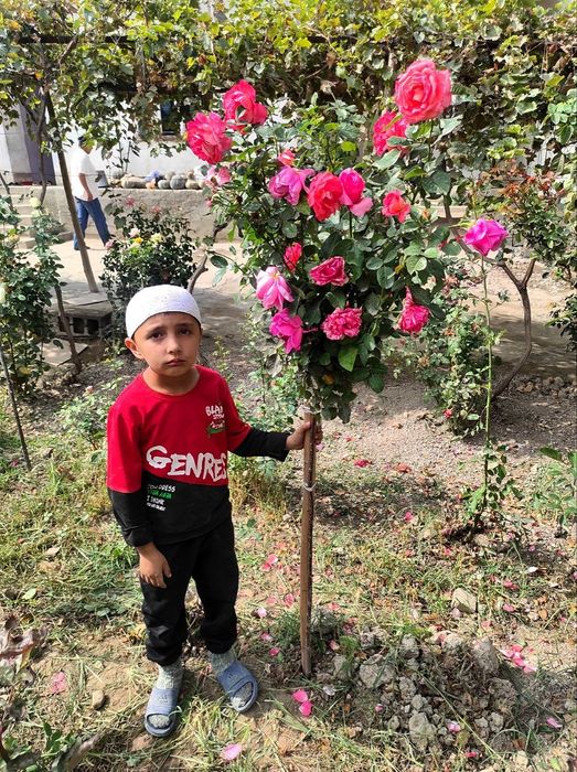 Дехкончилик штамповая атиргуллар сотилади нархи оптом холда . Продаётс