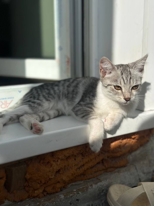 Котёнок 3 месяца — ласковый, умный, приучен к лотку
