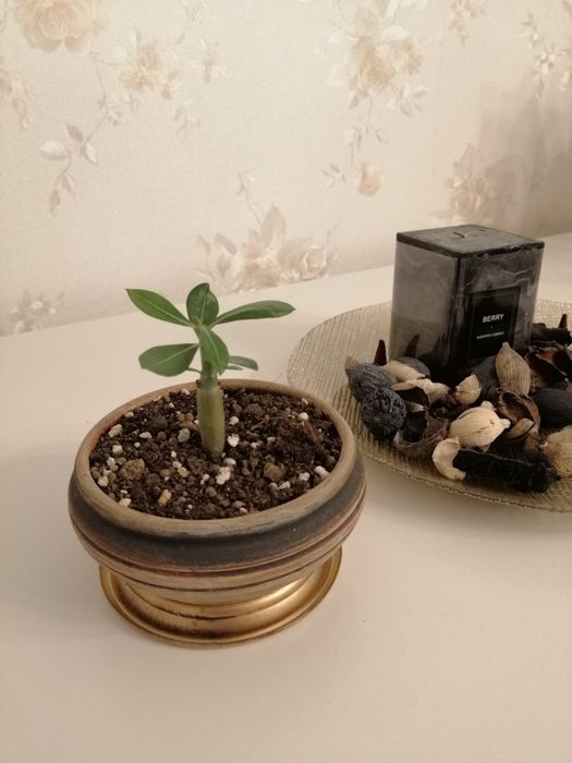 Trandafir de Deșert (Adenium Obesum) 6 luni - Plantă de Interior Exotică