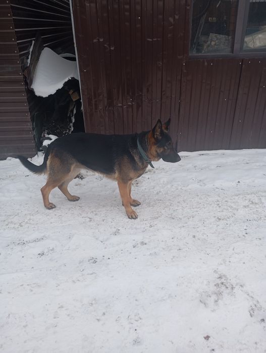 Продам немецкую овчарку