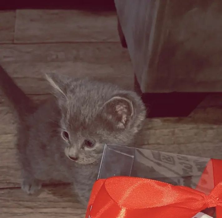 Скоттш фолд 1.5 ойли