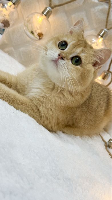 Зрлотая шиншилла