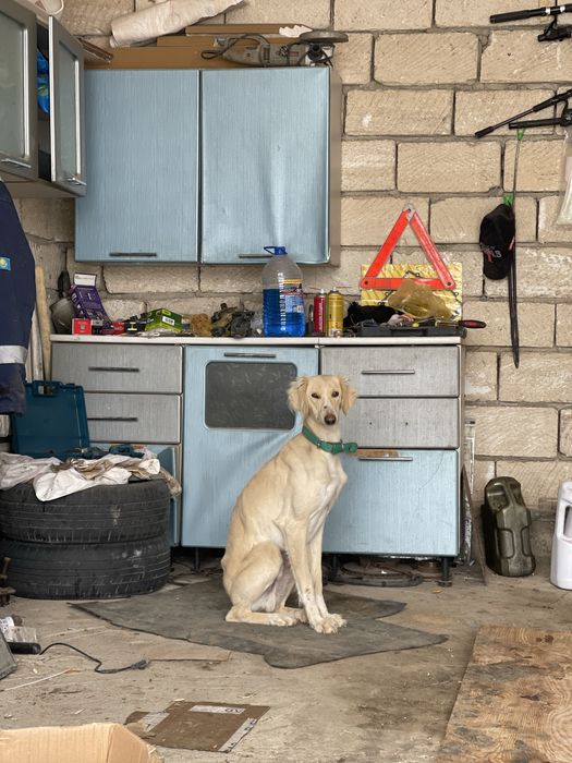 Тазы ит охотага ауызданган