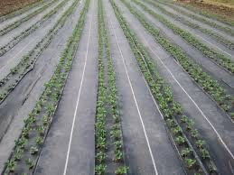 IMPORTAM: Folie AGROTEXTIL Anti Buruieni 4.15x100m=970 lei