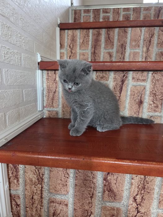 British blue baiat