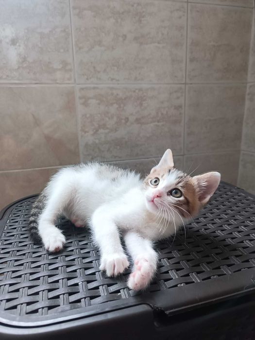 Търся дом за 3 прекрасни котенца