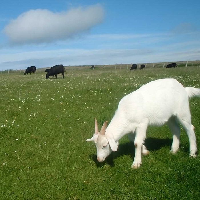 Vând 5 iezi pentru sacrificare sau pastrare