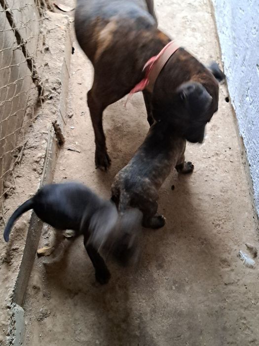 Продаю щенков питбуль.