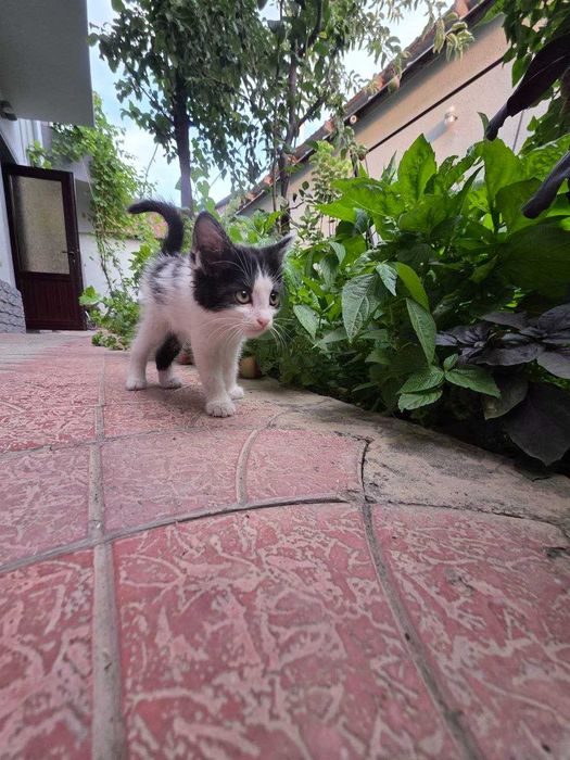 Котенок, Юнусабад, бесплатно